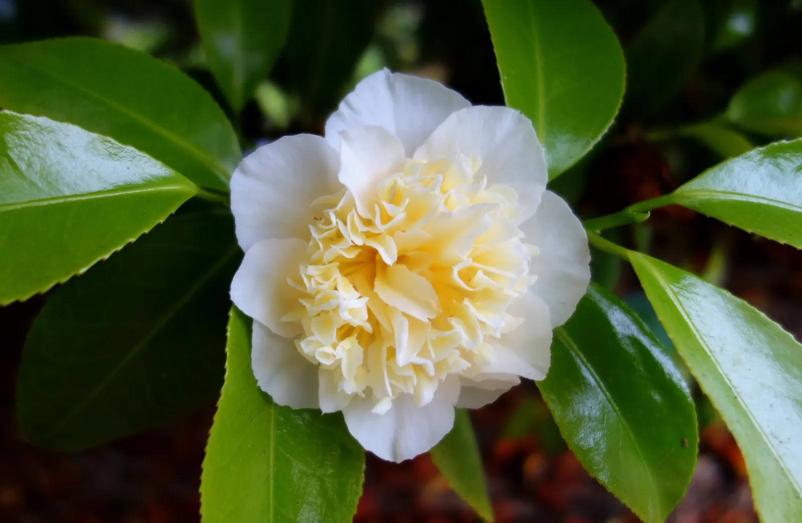 Japanese Camellia (Camellia Japonica) — the Japanese Camellia requires a sheltered position away from harsh winds; shrub with multi-colored and, image 86