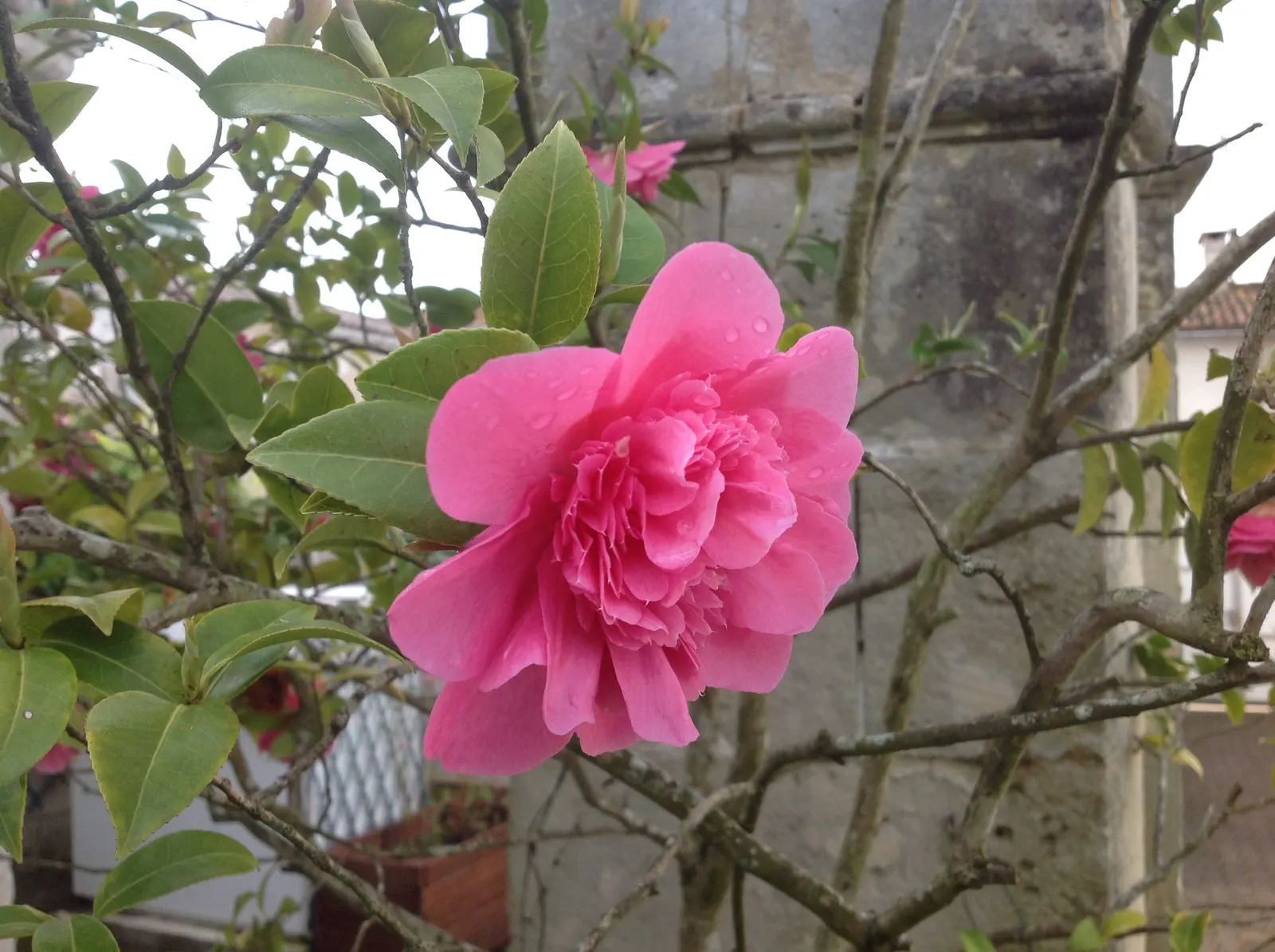 Japanese Camellia (Camellia Japonica) — they reach a mature height and width of about 6 to 12 feet