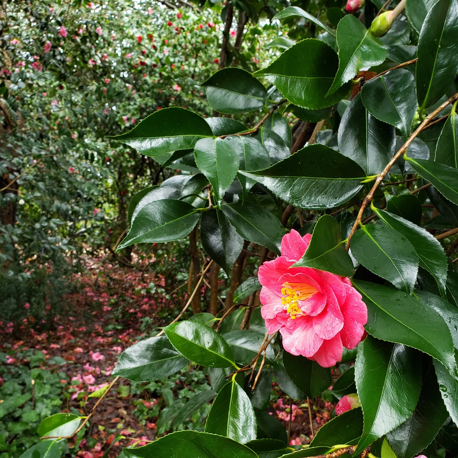 Japanese Camellia (Camellia Japonica) — although some cultivars can attain a height of up to 20 feet under optimal conditions