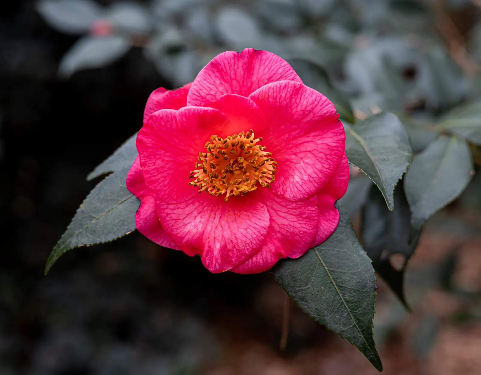 Japanese Camellia (Camellia Japonica) — multi-colored and pink and white flowers in the garden; provide a lush backdrop for the flowers, image 70
