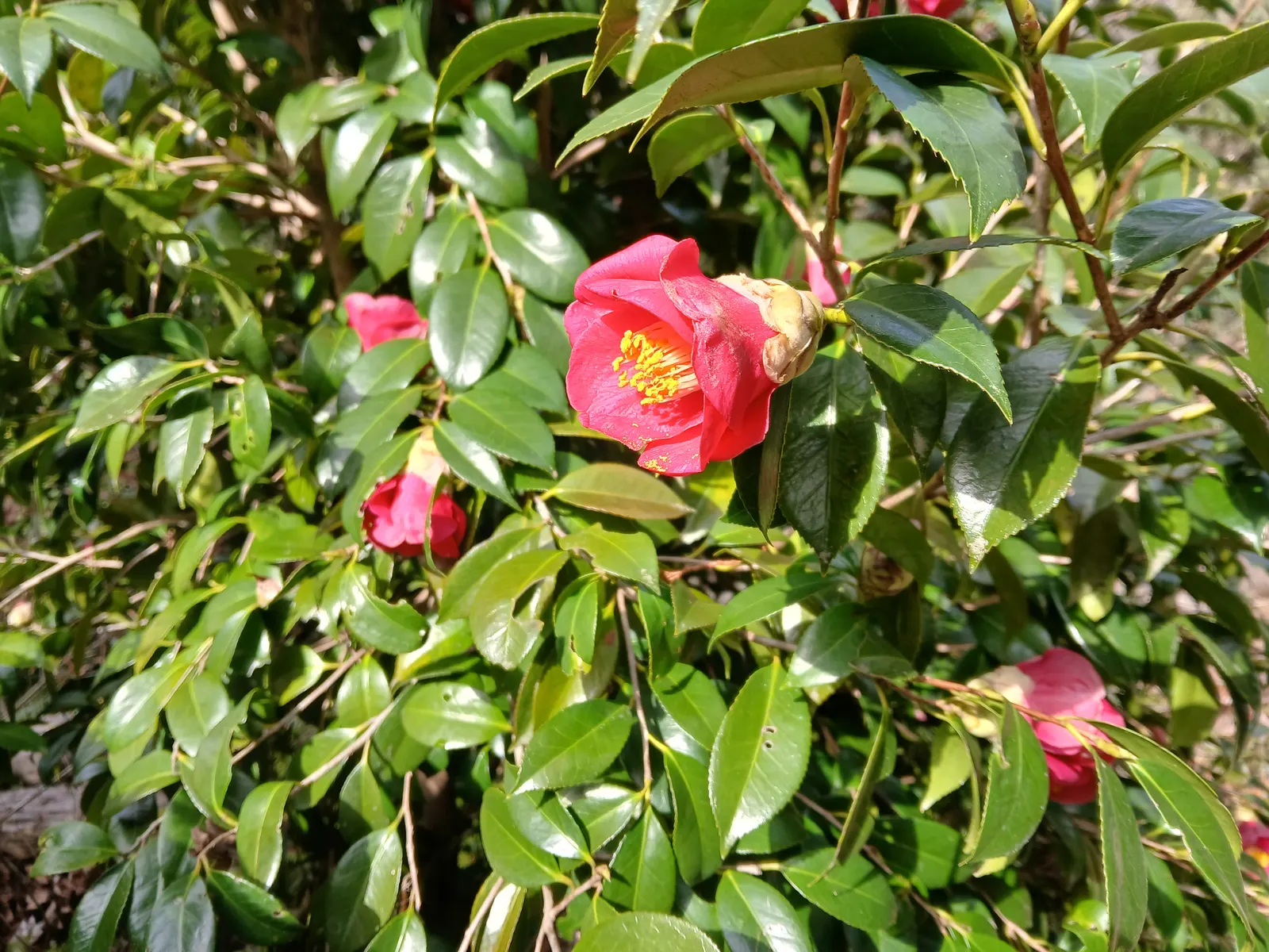Japanese Camellia (Camellia Japonica) — and minimal pruning to shape the plant or remove dead and damaged wood are recommended; shrub for half or, image 69