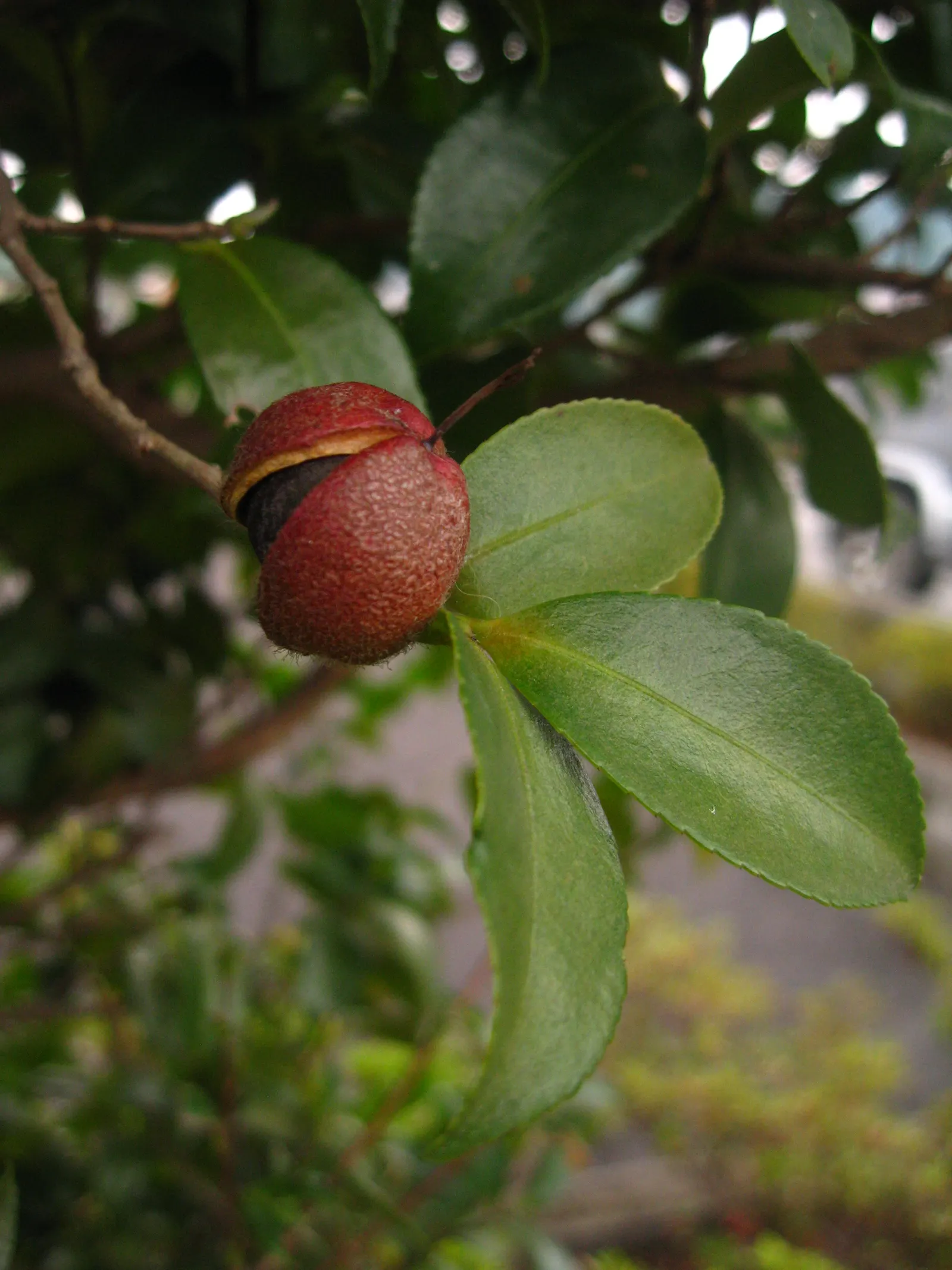 Japanese Camellia (Camellia Japonica) — <br><br>For the client to ensure the health and beauty of their Camellia japonica; it features large, image 114