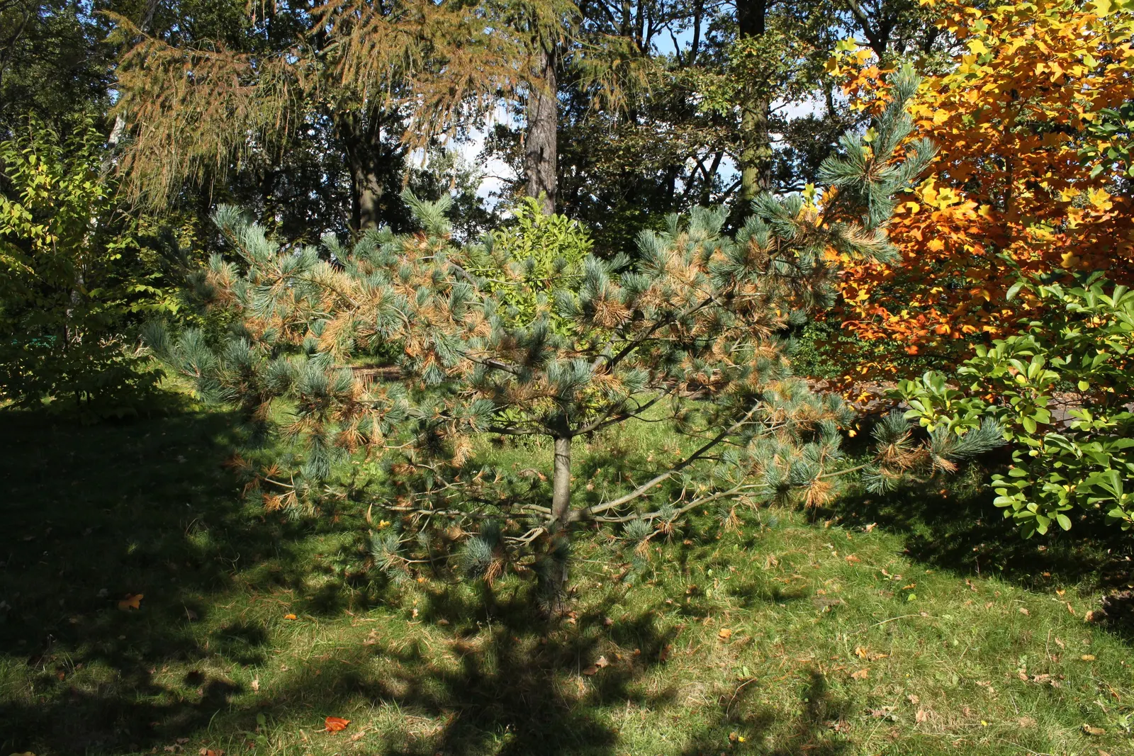 Blue Japanese White Pine (Pinus Parviflora 'Glauca') — offers striking silvery-blue needles bringing year-round interest to any landscape