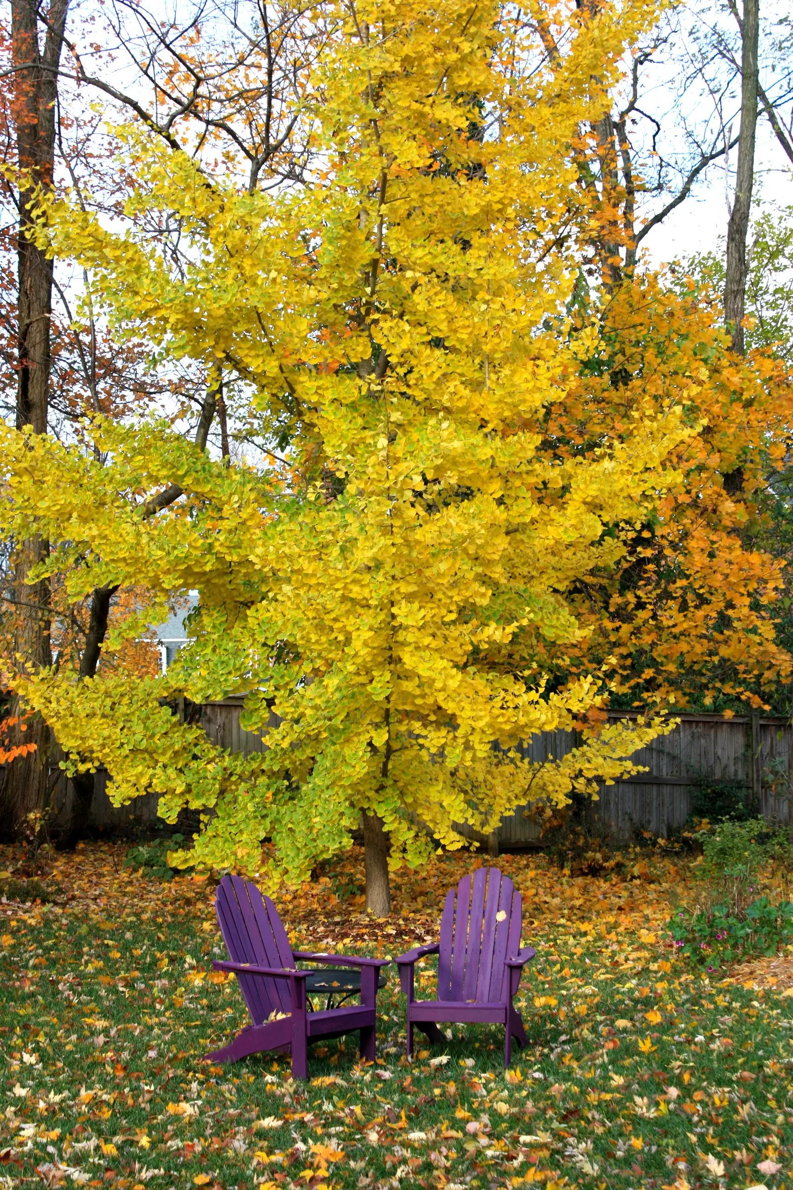 Princeton Sentry Ginkgo Tree (Ginkgo Biloba 'Princeton Sentry') — The Princeton Sentry Ginkgo (Ginkgo biloba 'Princeton Sentry') is a male cultivar