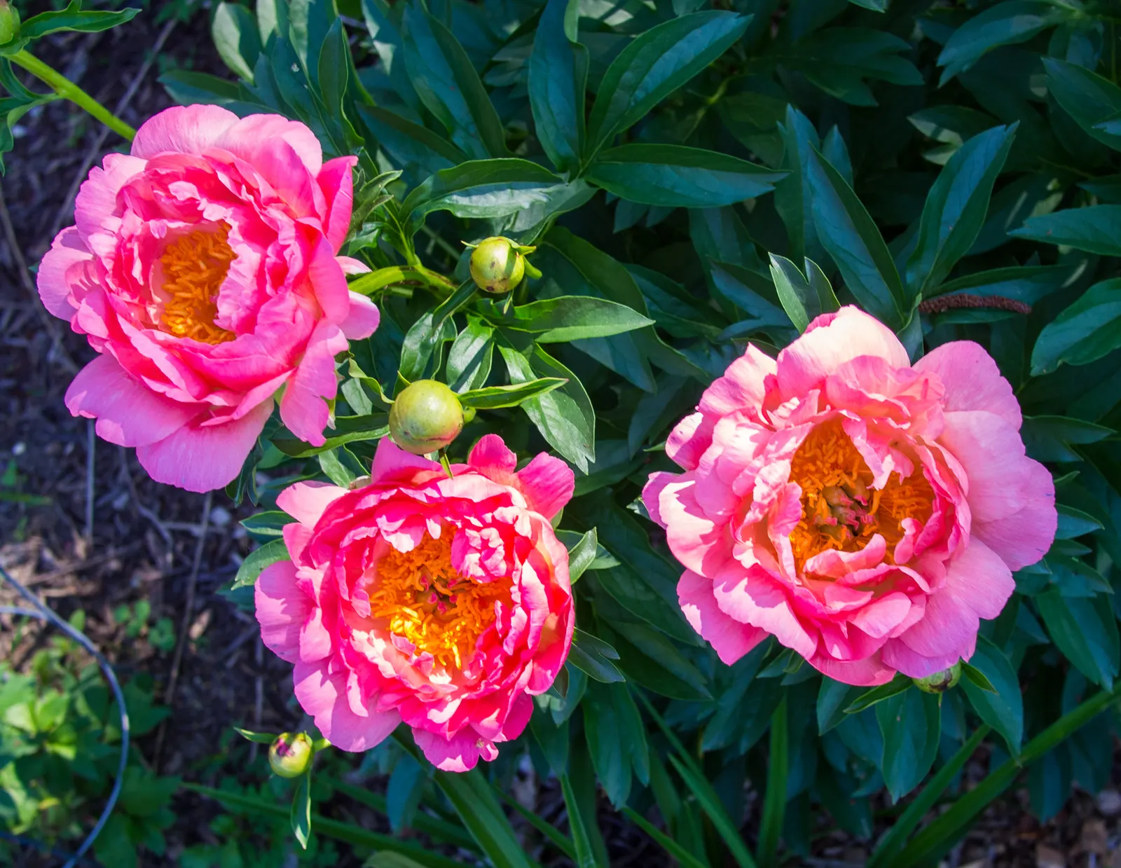 Coral Sunset Peony (Paeonia 'Coral Sunset') — loamy soil with a pH typically ranging from 6.5 to 7.5
