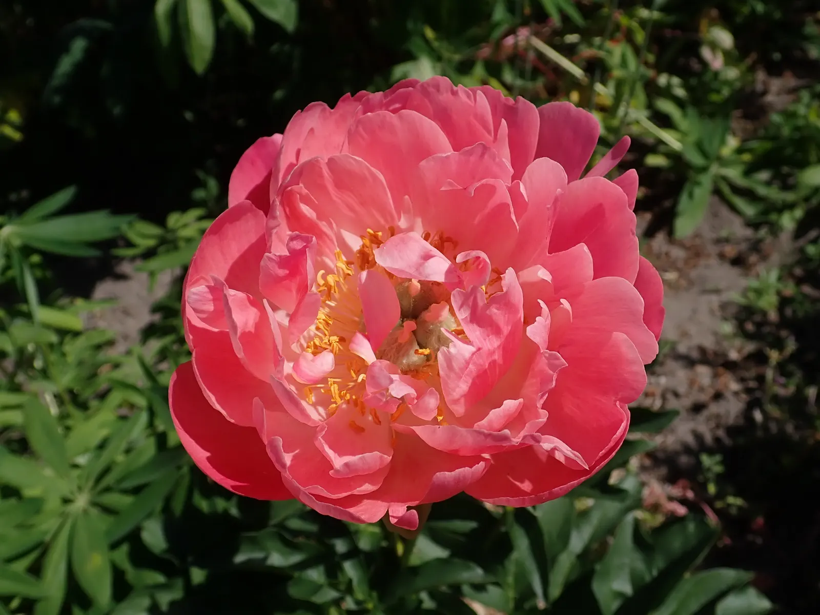Coral Sunset Peony (Paeonia 'Coral Sunset') — and eventually fades to a pale ivory