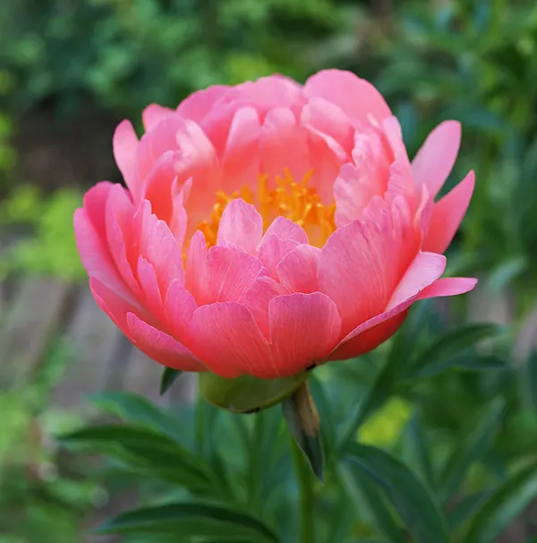 Coral Sunset Peony (Paeonia 'Coral Sunset') — this peony requires well-drained