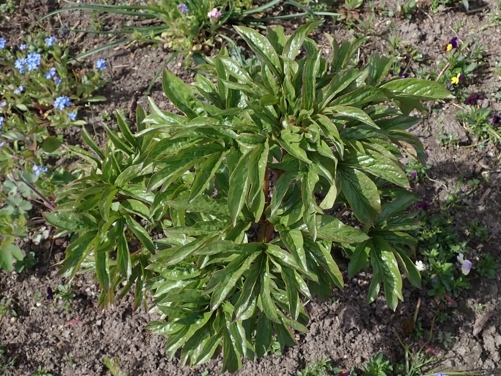 Coral Sunset Peony (Paeonia 'Coral Sunset') — This peony thrives in full sun to part shade in Zones 3-8, requiring well-drained soil