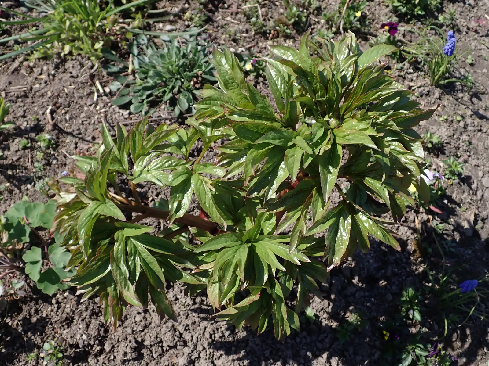 Coral Sunset Peony (Paeonia 'Coral Sunset') — commonly known as the Coral Sunset Peony