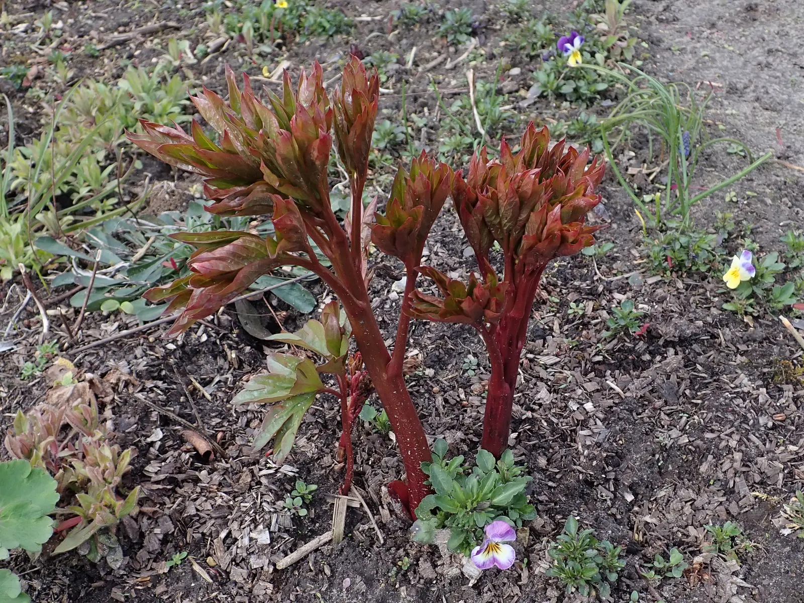 Coral Sunset Peony (Paeonia 'Coral Sunset') — the flowers emerge with a vibrant and luscious coral hue