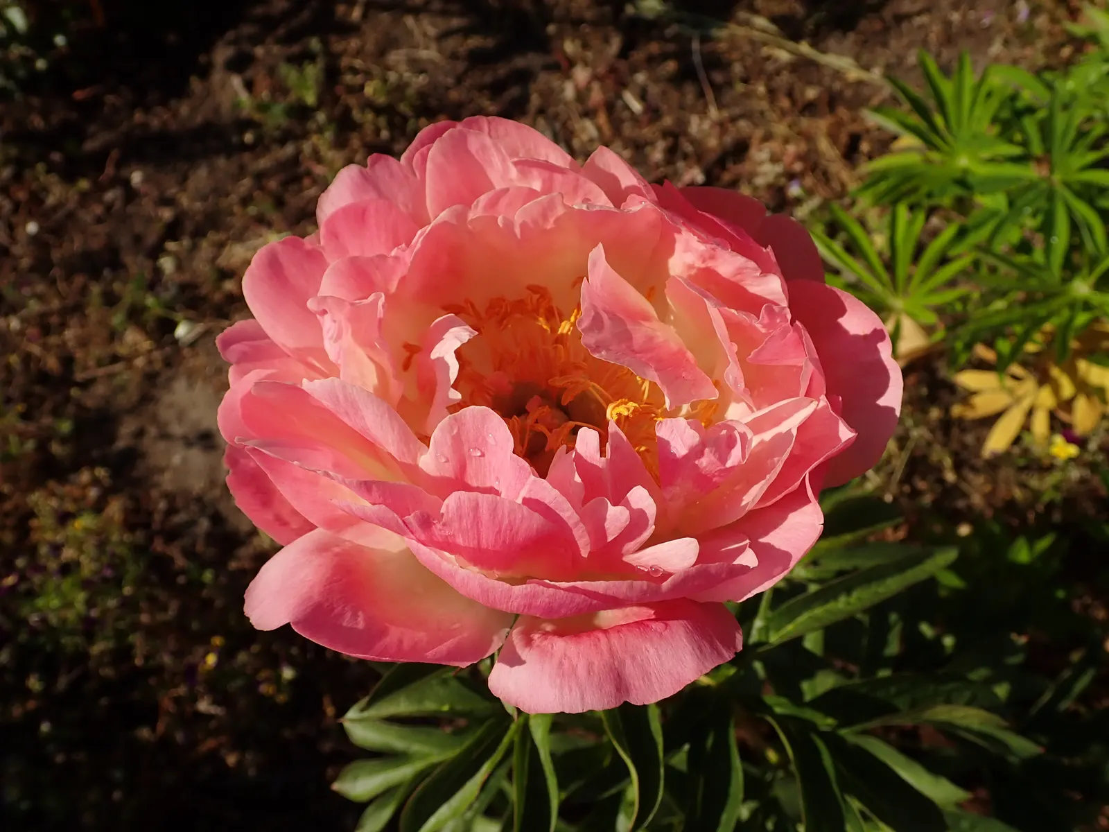 Coral Sunset Peony (Paeonia 'Coral Sunset') — making them a commanding presence amidst the garden's verdure