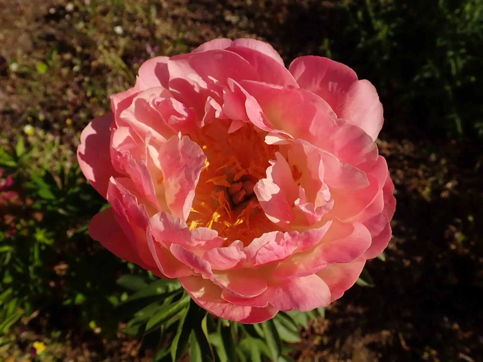 Coral Sunset Peony (Paeonia 'Coral Sunset') — providing an evolving display of color.<br><br>Each bloom measures an impressive 6 to 8 inches in diameter
