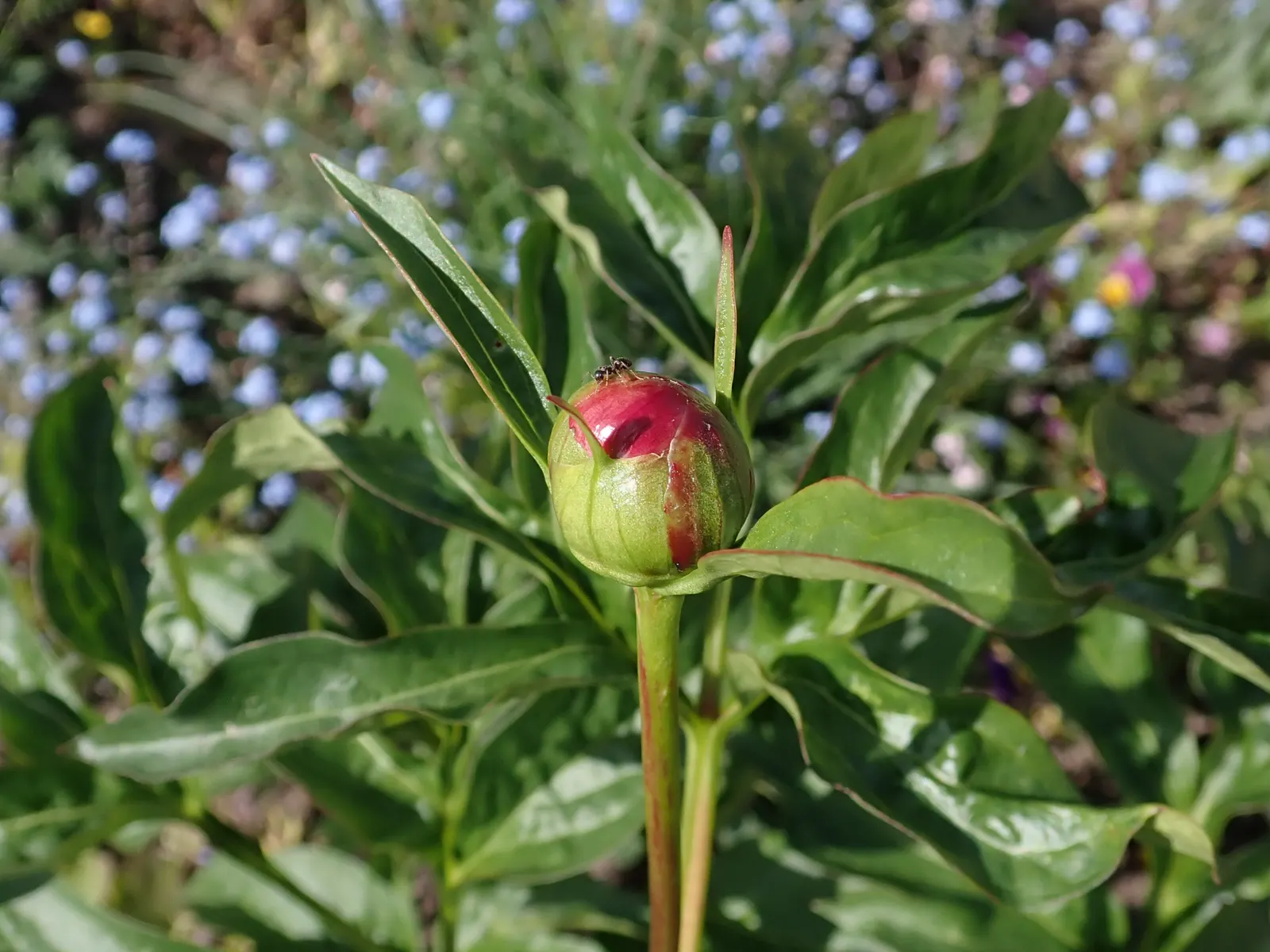 Coral Sunset Peony (Paeonia 'Coral Sunset') — Blooming in late spring, it reaches a height of 24-36 inches with a similar spread
