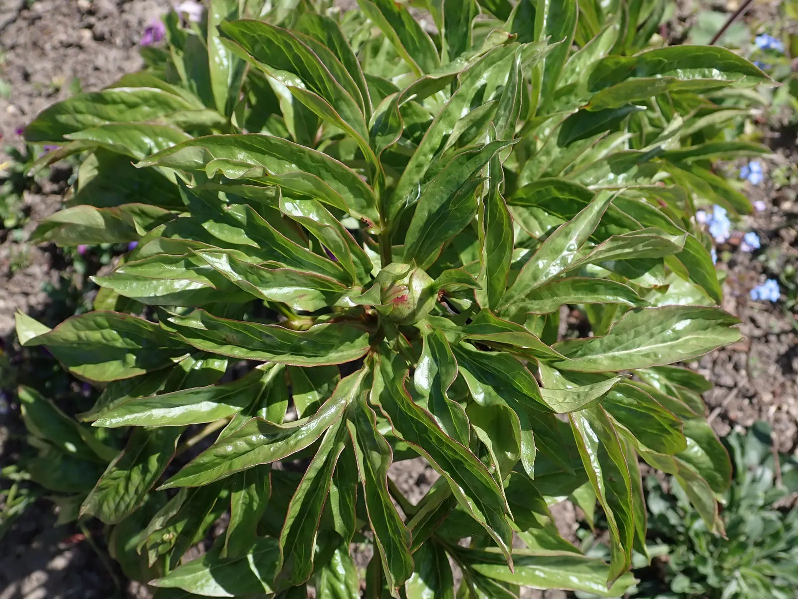 Coral Sunset Peony (Paeonia 'Coral Sunset') — Its sturdy stems make it an excellent cut flower, adding elegance to any landscape or bouquet