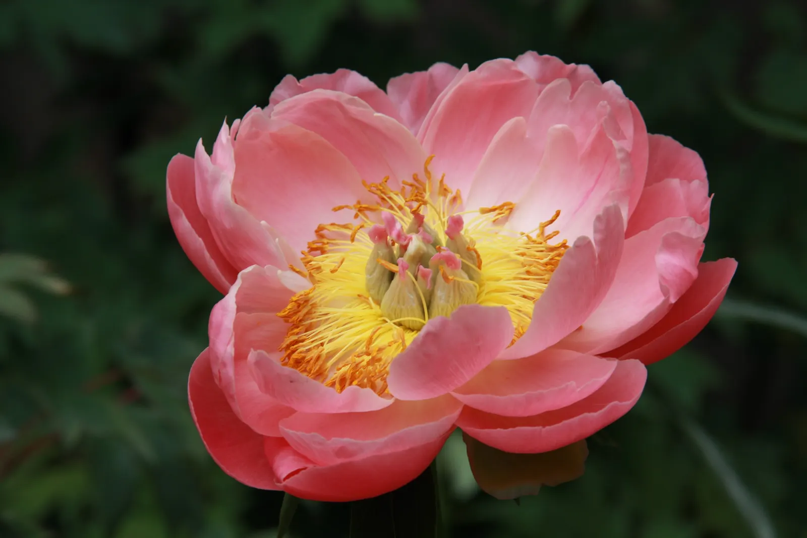 Coral Sunset Peony (Paeonia 'Coral Sunset') — The Coral Sunset Peony typically reaches a height of about 24 to 36 inches