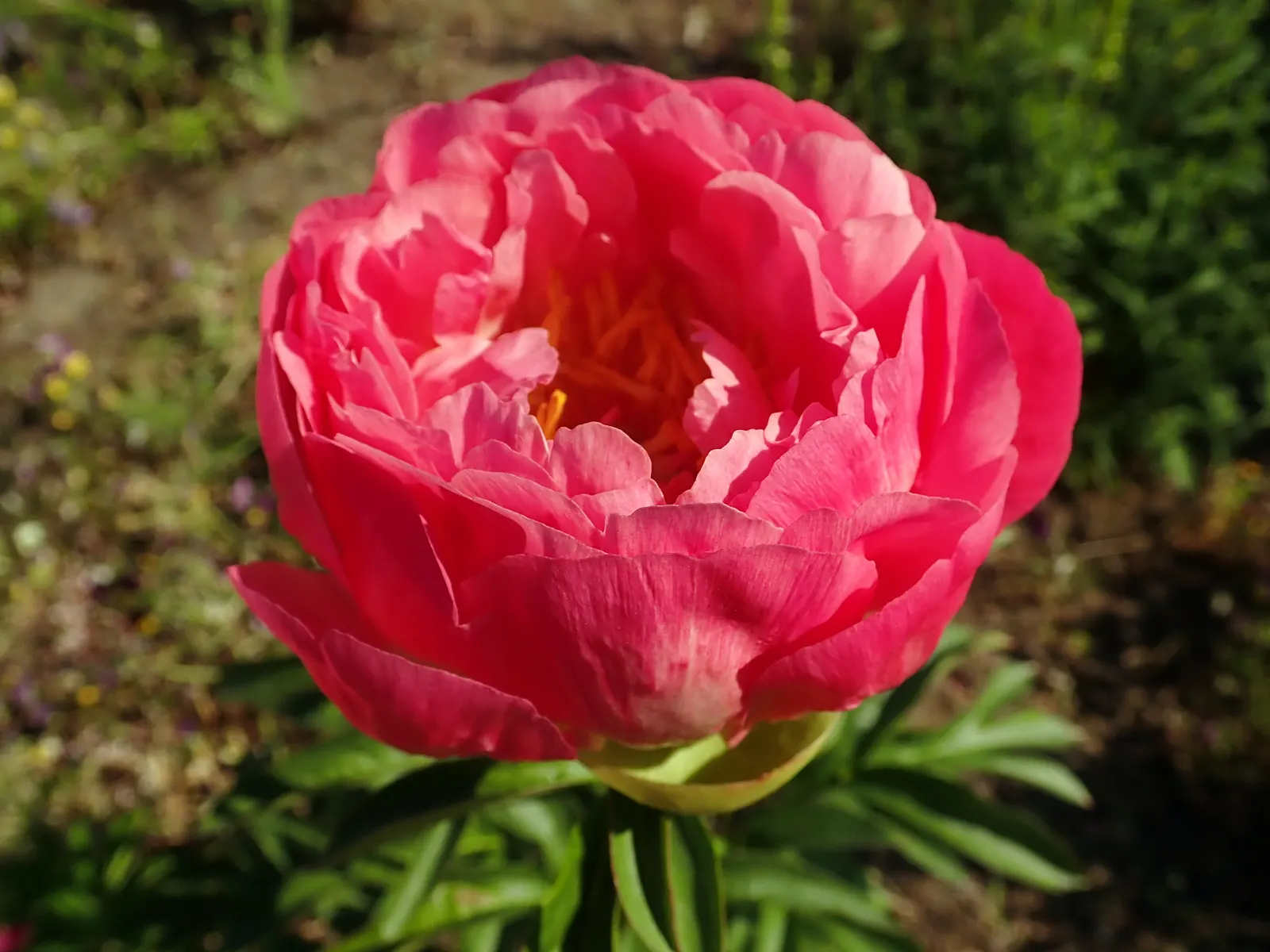 Coral Sunset Peony (Paeonia 'Coral Sunset') — which gradually softens to a gentle peach-pink