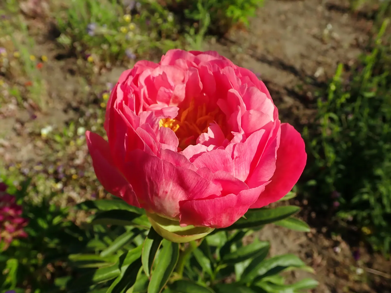 Coral Sunset Peony (Paeonia 'Coral Sunset') — semi-double blossoms that open a deep coral and transition to a softer pink