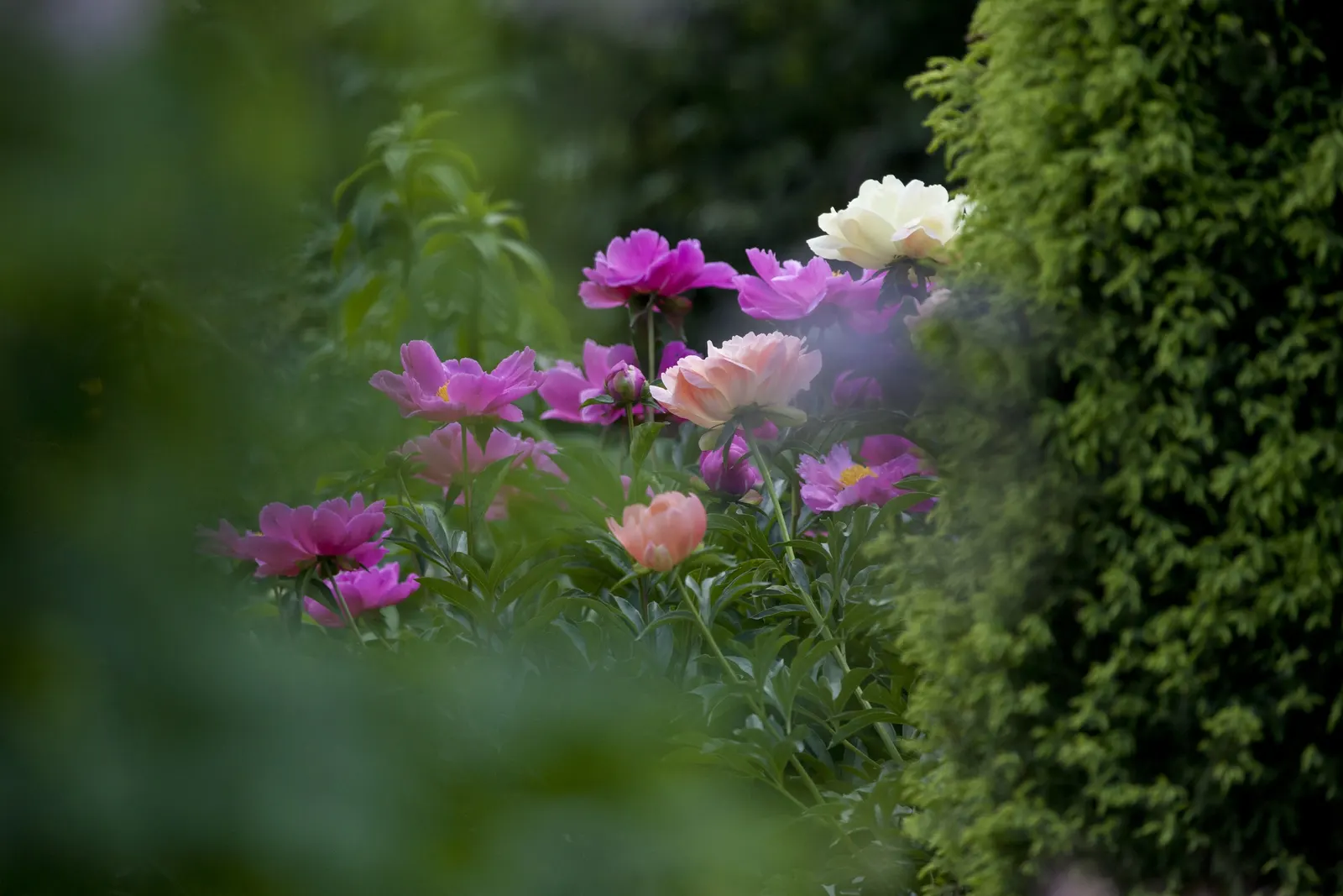 Coral Sunset Peony (Paeonia 'Coral Sunset') — Full sun to part shade is ideal for promoting the most vigorous growth and optimal flowering; however