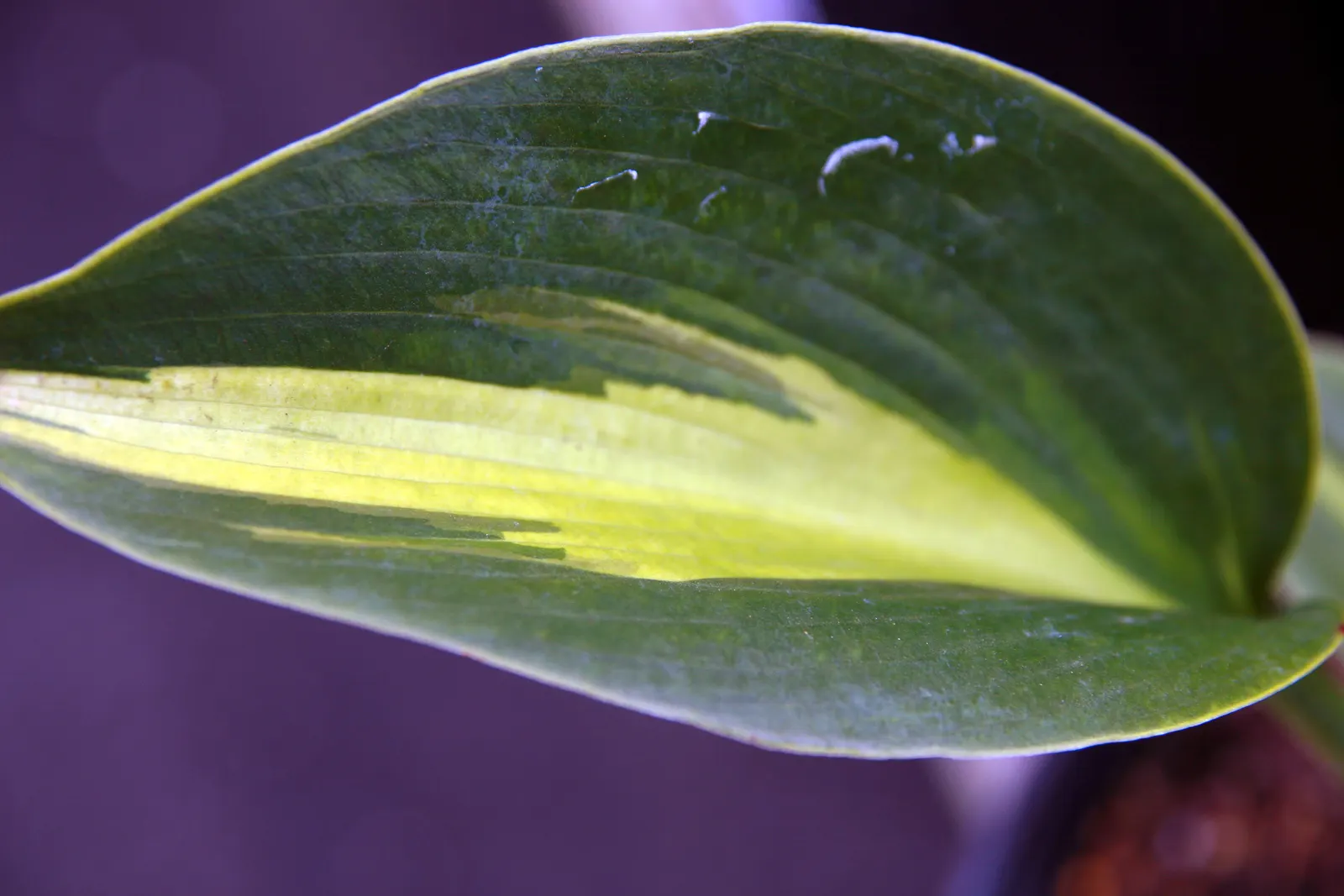 Touch Of Class Hosta (Hosta 'Touch Of Class') — Hosta 'Touch of Class' is a striking perennial prized for its vibrant foliage