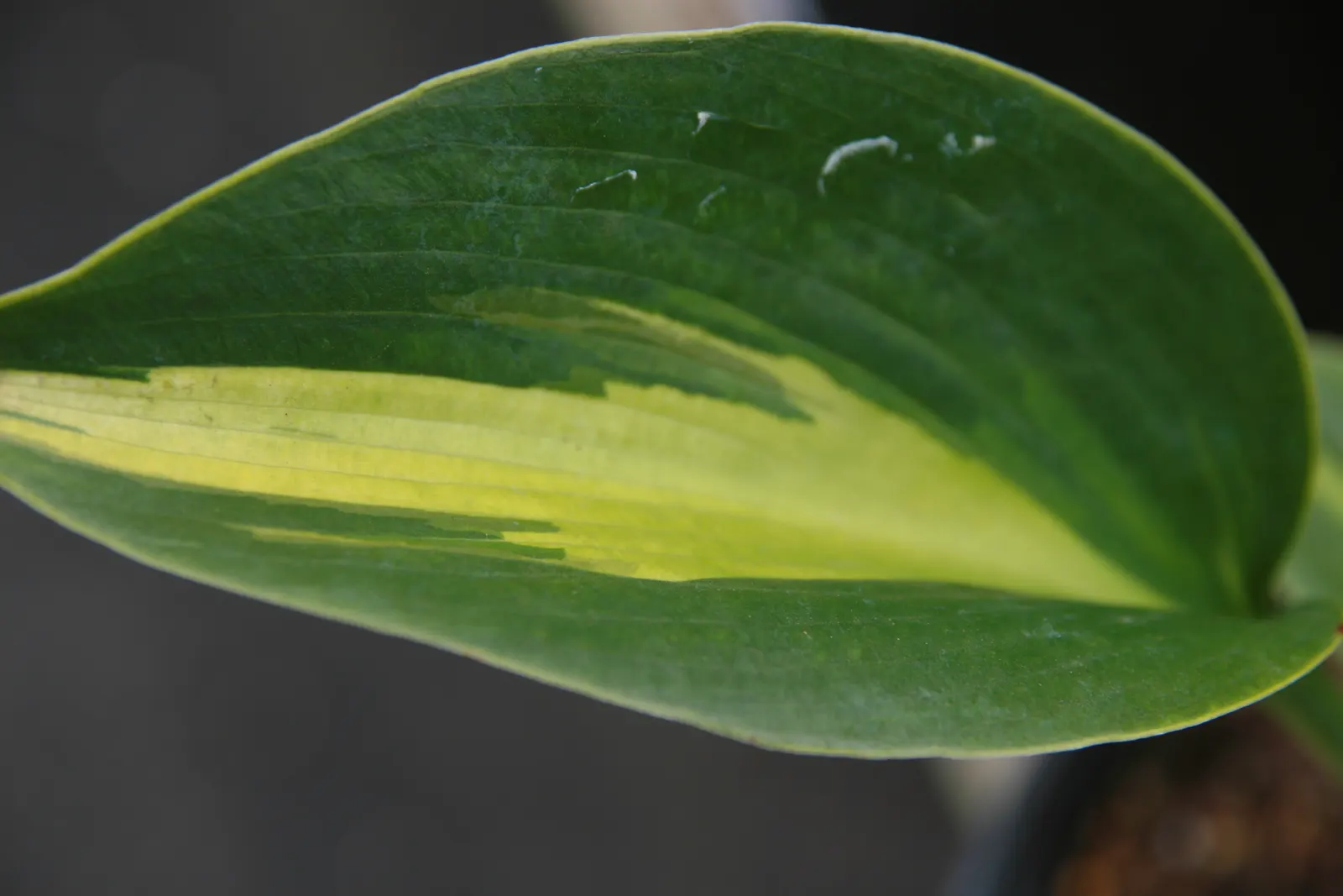 Touch Of Class Hosta (Hosta 'Touch Of Class') — Preferring moist, well-drained soil, it's ideal for creating textured underplantings