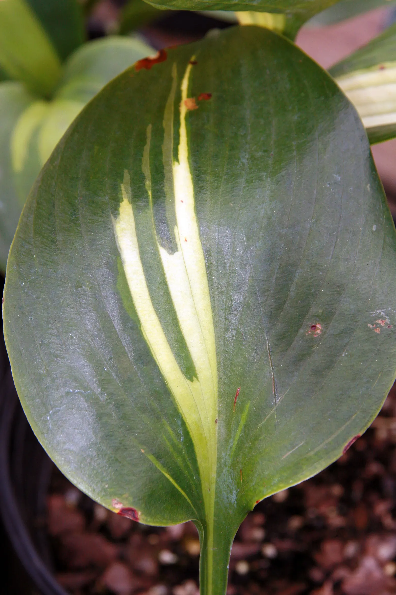 Touch Of Class Hosta (Hosta 'Touch Of Class') — This shade-tolerant plant typically reaches up to 16 inches in height and spreads up to 20 inches wide