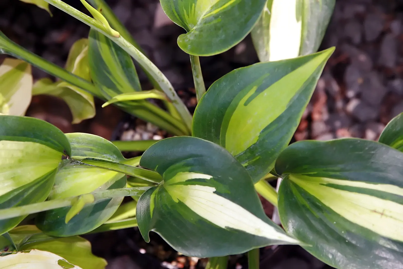 Touch Of Class Hosta (Hosta 'Touch Of Class') — Its leaves feature a unique blue-green color with a contrasting gold center