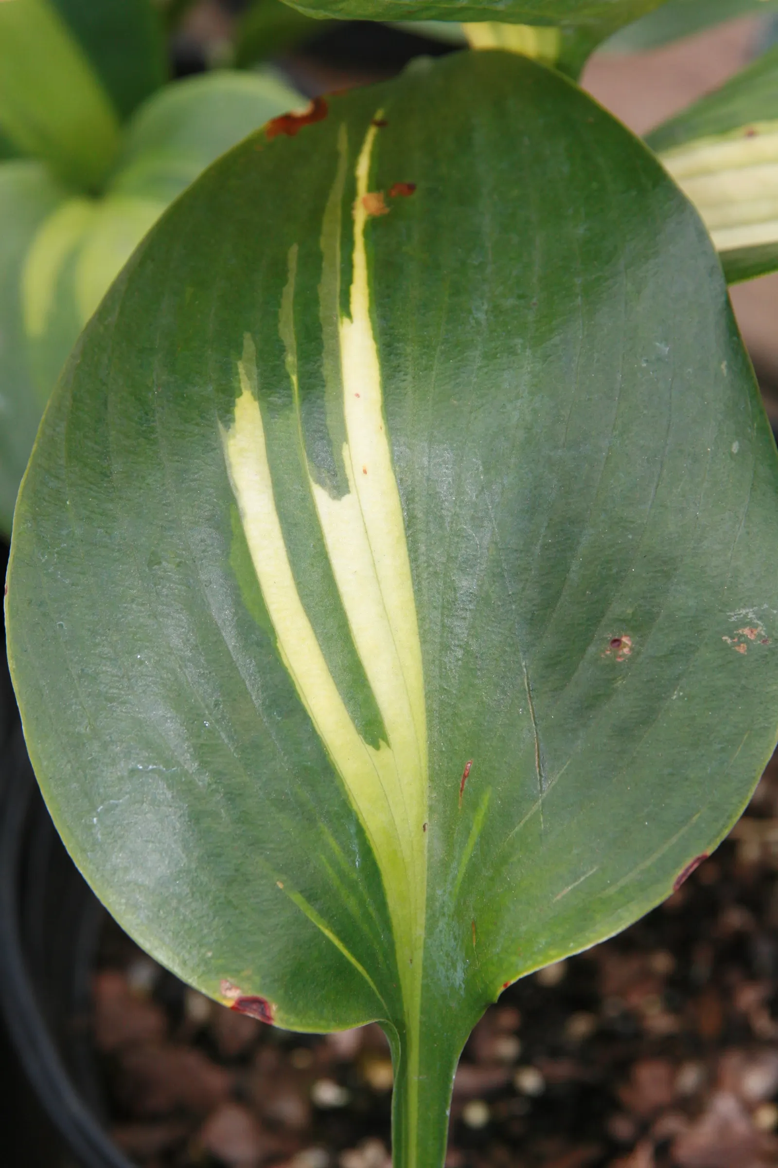 Touch Of Class Hosta (Hosta 'Touch Of Class') — Late summer blooms of pale, bell-shaped flowers add a delicate charm to any garden space