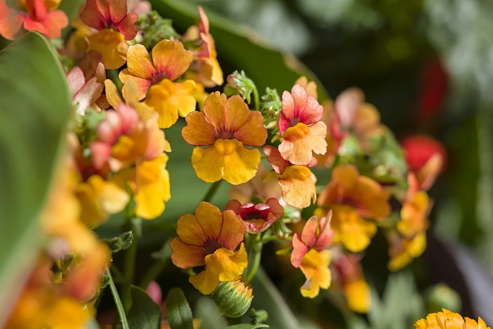 Blood Orange™ Nemesia — is a vivid annual from Proven Winners® that brings a saturated; with a naturally mounded habit and excellent branching