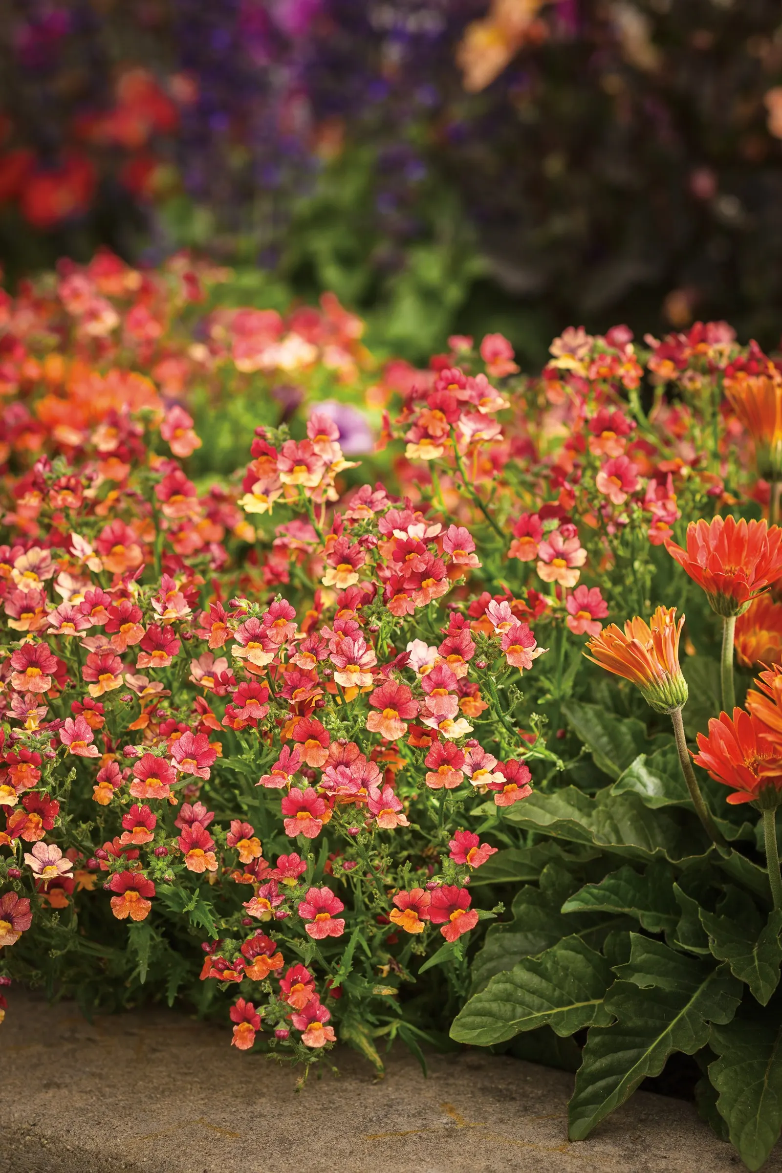 Blood Orange™ Nemesia — Blood Orange™ Nemesia is a superb filler for containers