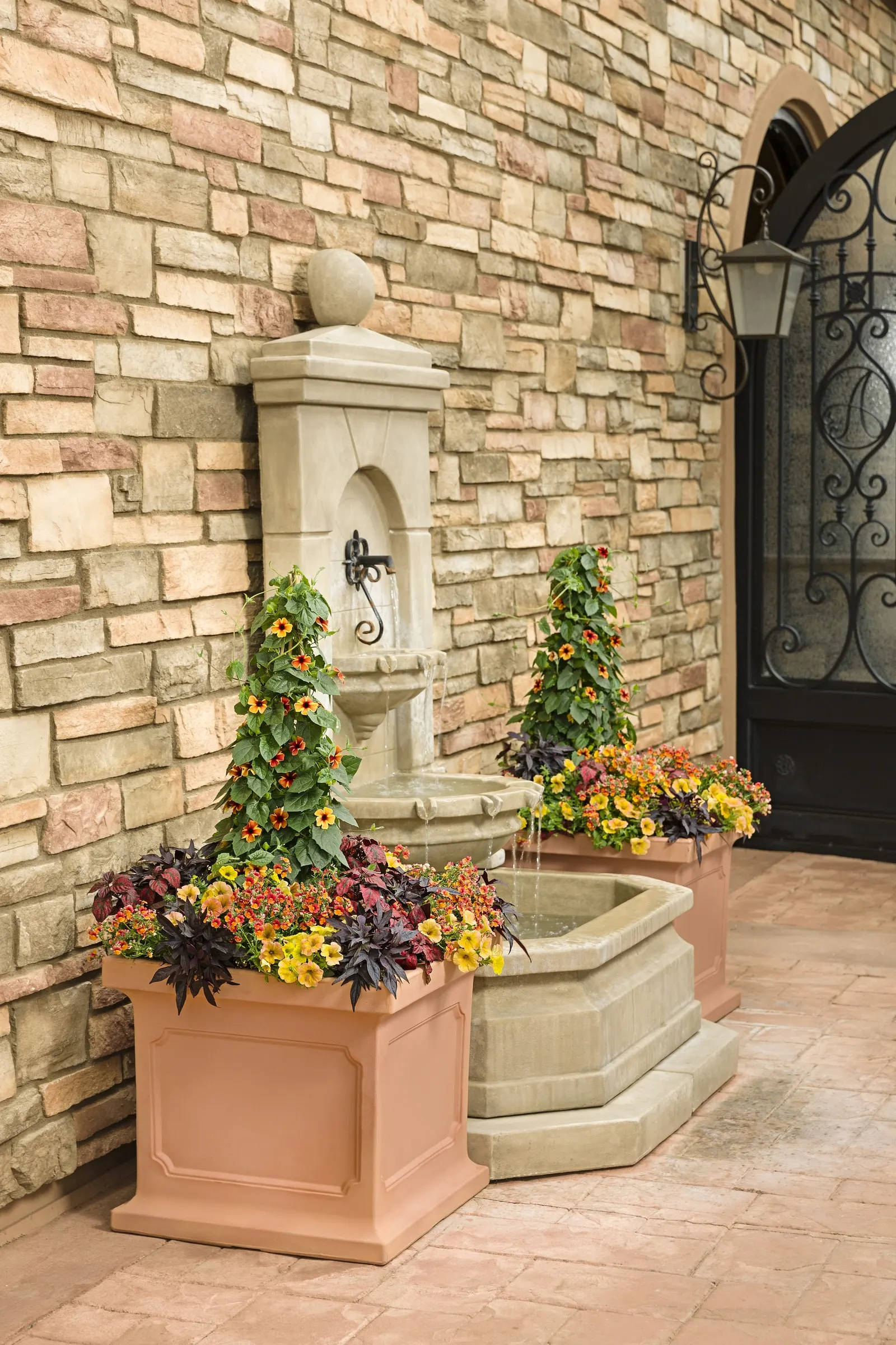 Raven™ II Ornamental Sweet Potato Vine (Ipomoea batatas) — and a designer’s sense of contrast to warm-season compositions; and maintenance is generally