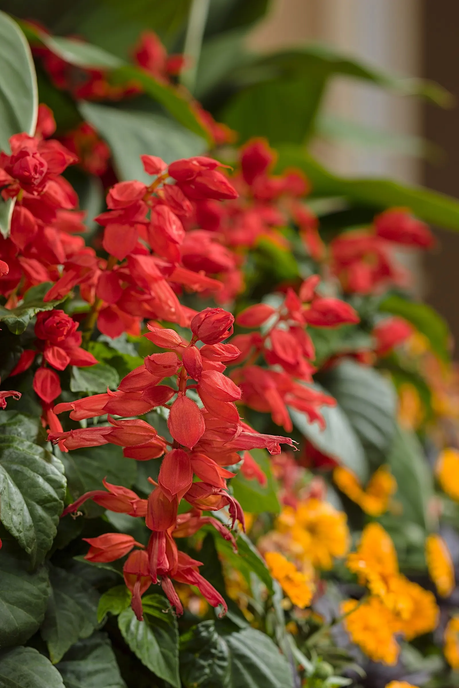 'White Profusion' Perennial Salvia (Salvia nemorosa) — After the first flush of bloom
