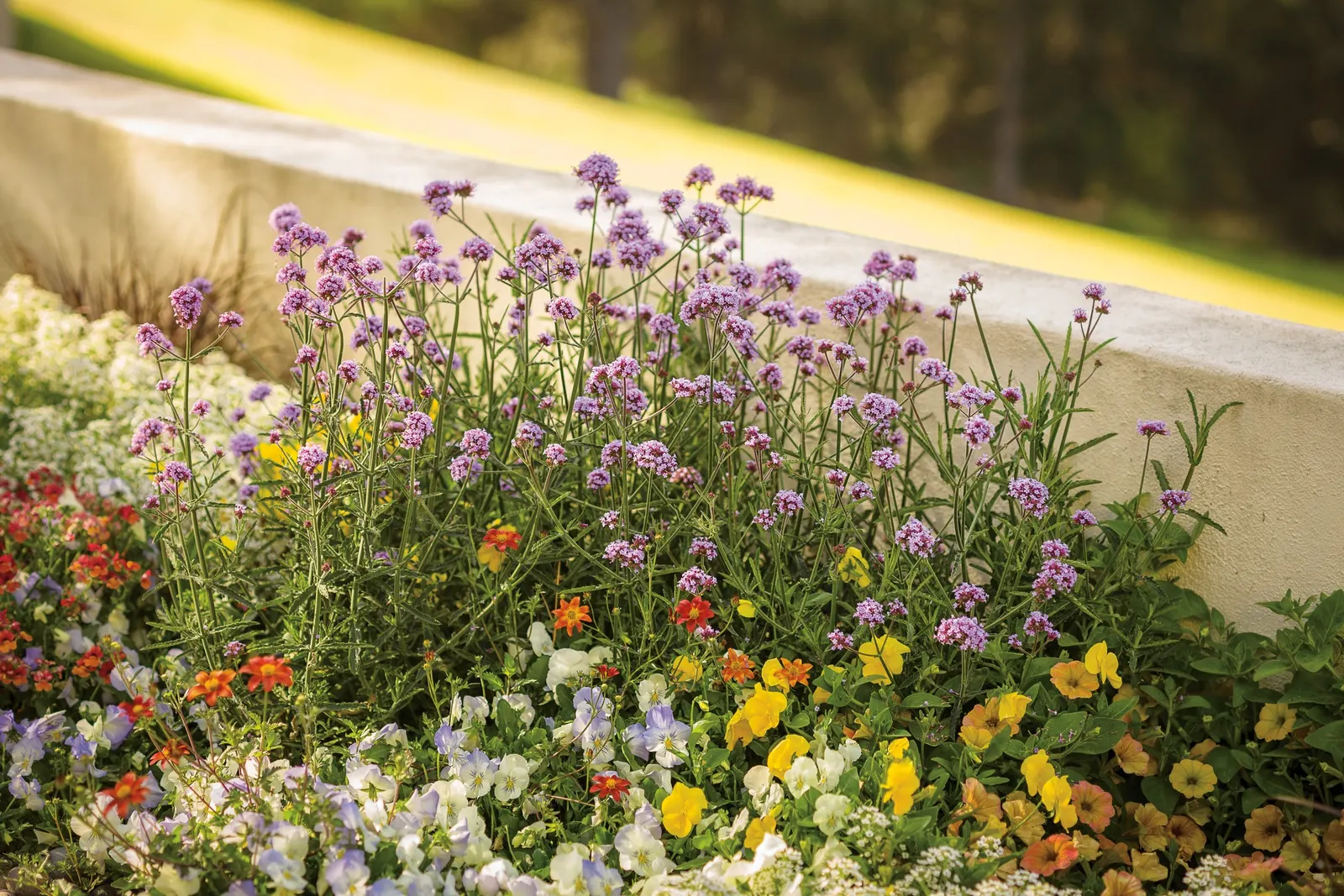 Honey™ Petunia — it can become especially lush
