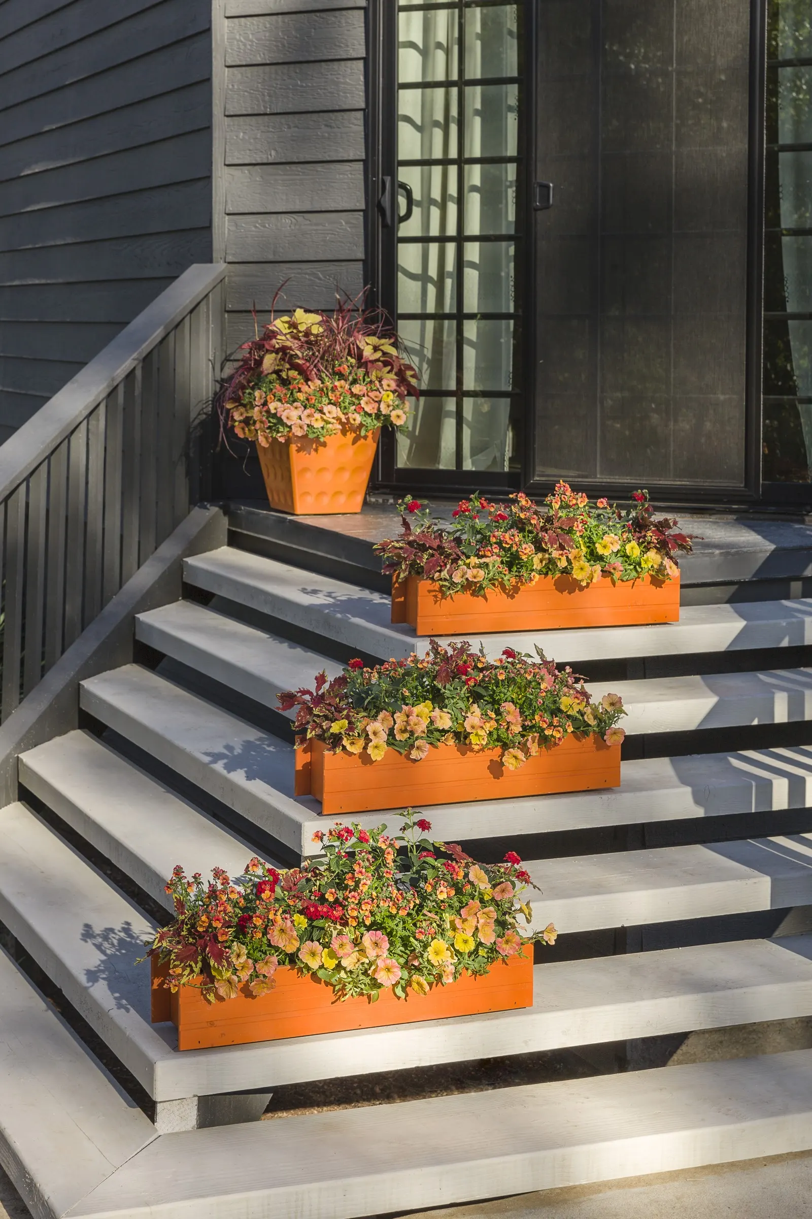 Dreamsicle® II Calibrachoa — In frost-free climates it is hardy in USDA Zones 9-11; exuberant annual in the Proven Winners® Superbells® collection, image 57