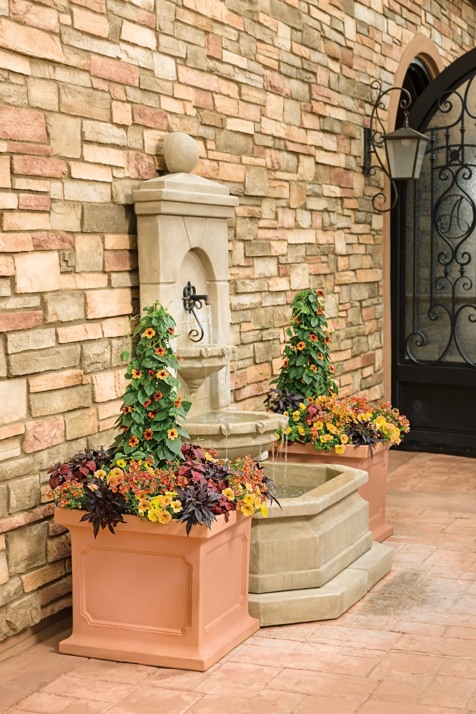 Blood Orange™ Nemesia — With a naturally mounded habit and excellent branching