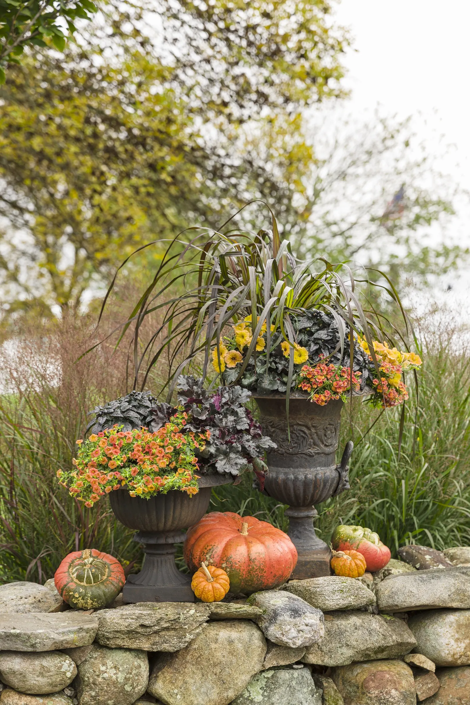 Vertigo® Purple Fountain Grass (Pennisetum purpureum) — In areas where winter temperatures remain above 15 degrees