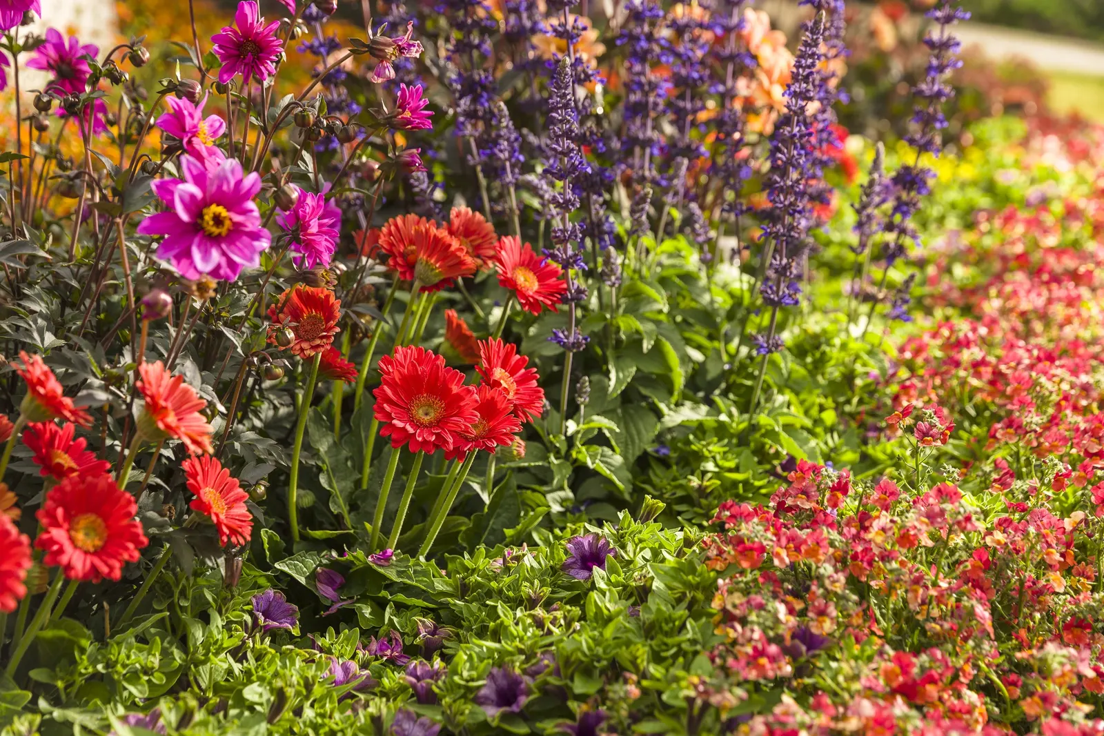 Blood Orange™ Nemesia — commonly referred to as Blood Orange™ Nemesia