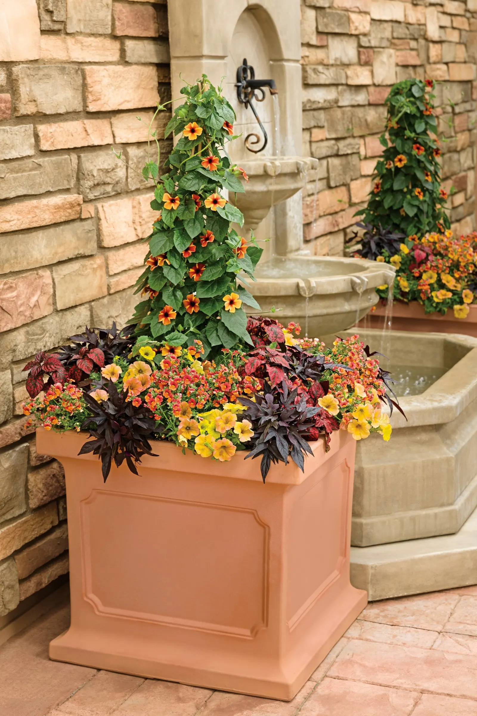 Honey™ Petunia — well-drained soil and regular moisture; feed containers for best bloom