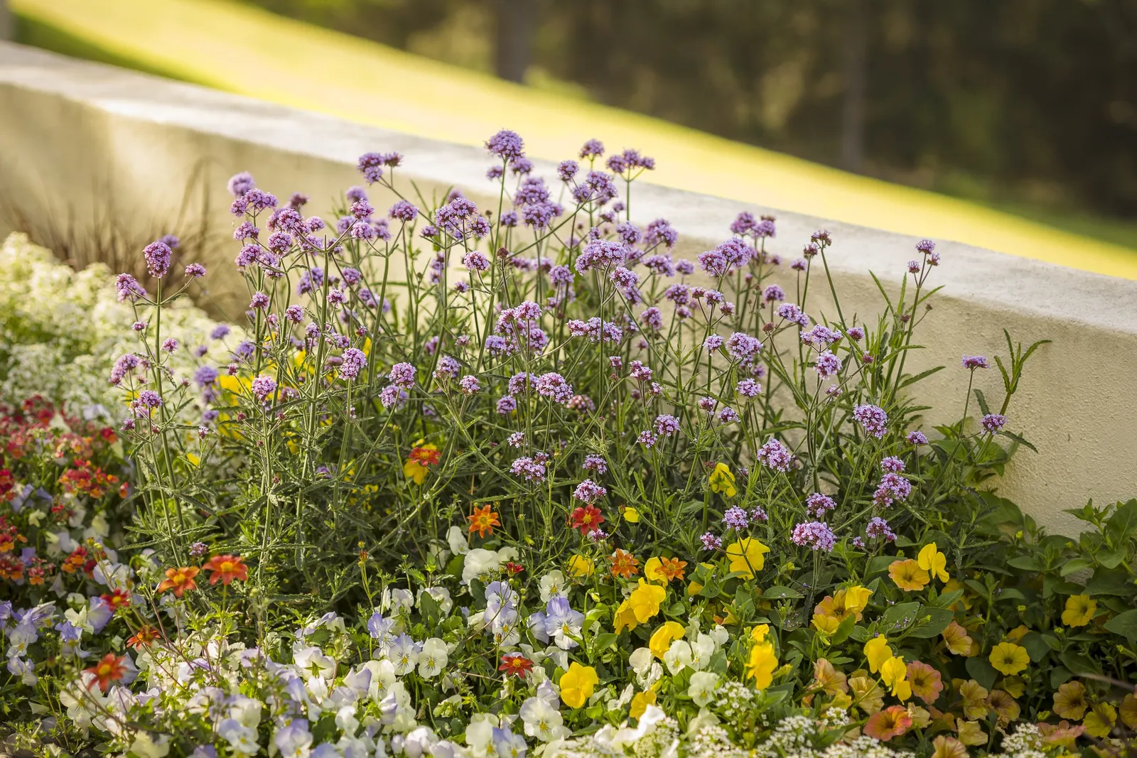 Honey™ Petunia — It is heat tolerant and generally easygoing, but like most vigorous petunias, it responds well to nutrition