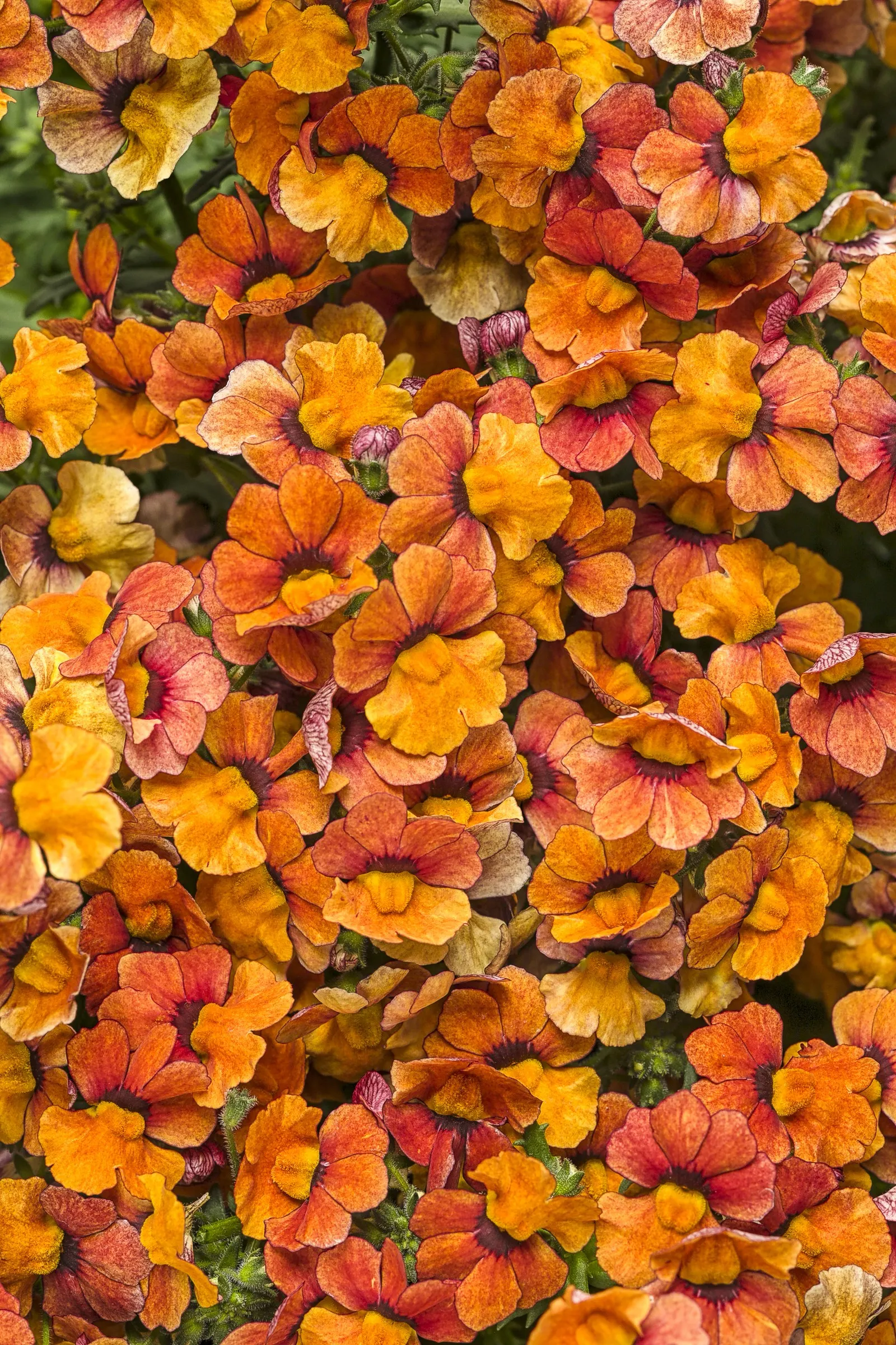 Blood Orange™ Nemesia — this selection has the refined fullness designers look for in container work; gardeners have noted its strong performance across seasons