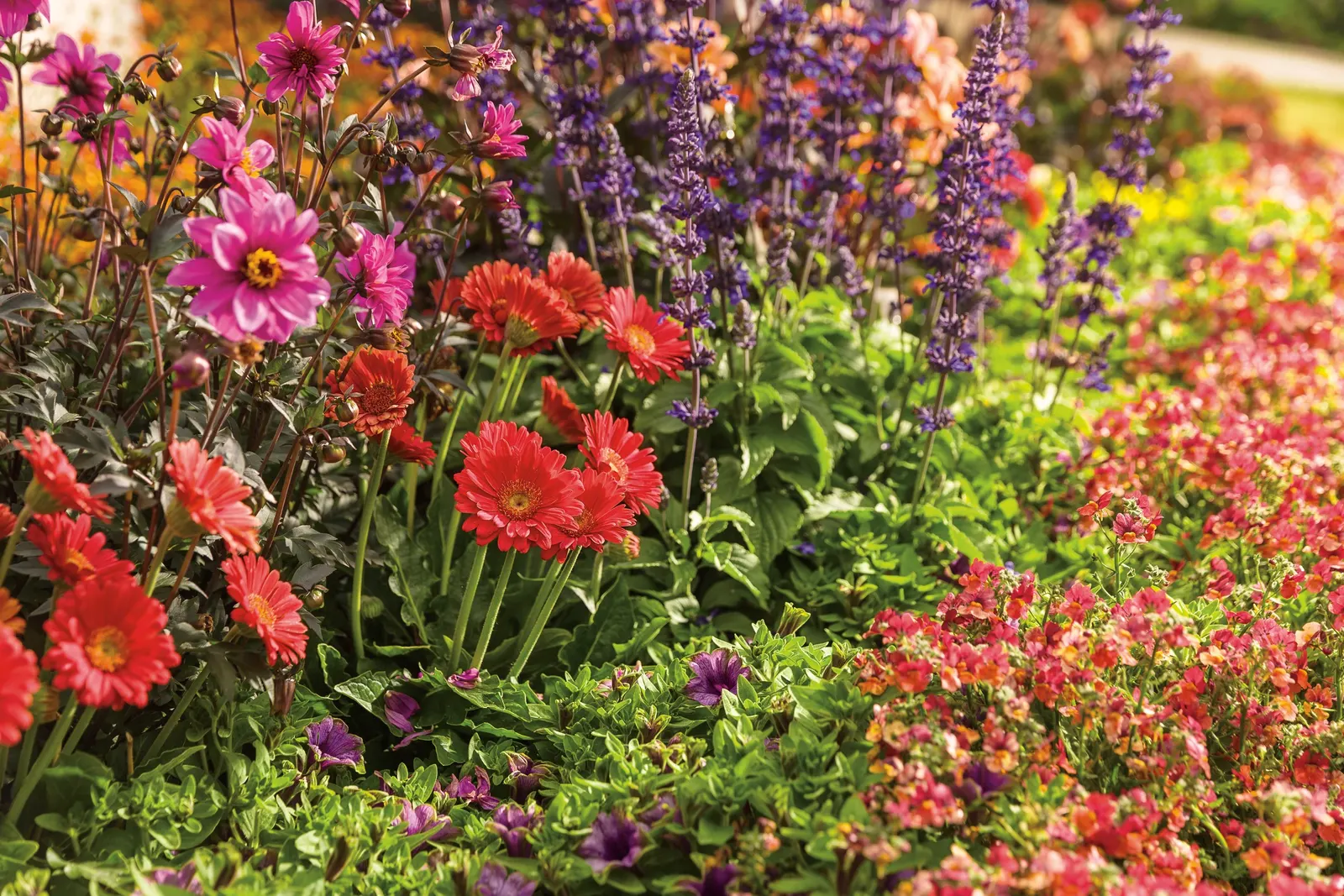 Blood Orange™ Nemesia — It is hardy in USDA Zones 10a to 11b