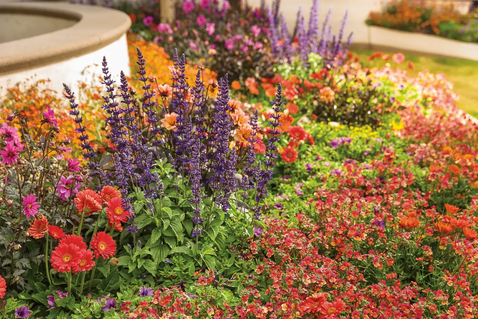 Playin' The Blues® II Salvia (Salvia longispicata x farinacea) — commonly referred to as Playin' The Blues® II Salvia