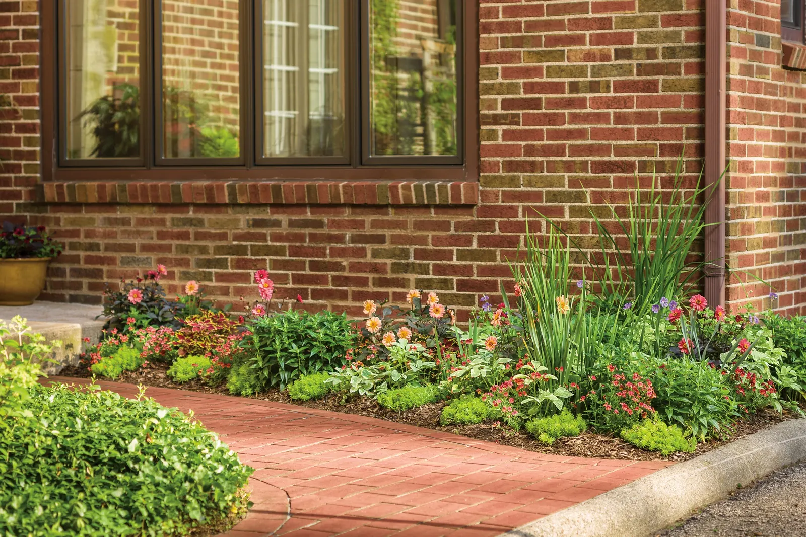 Blood Orange™ Nemesia — and raised beds particularly well suited to its needs