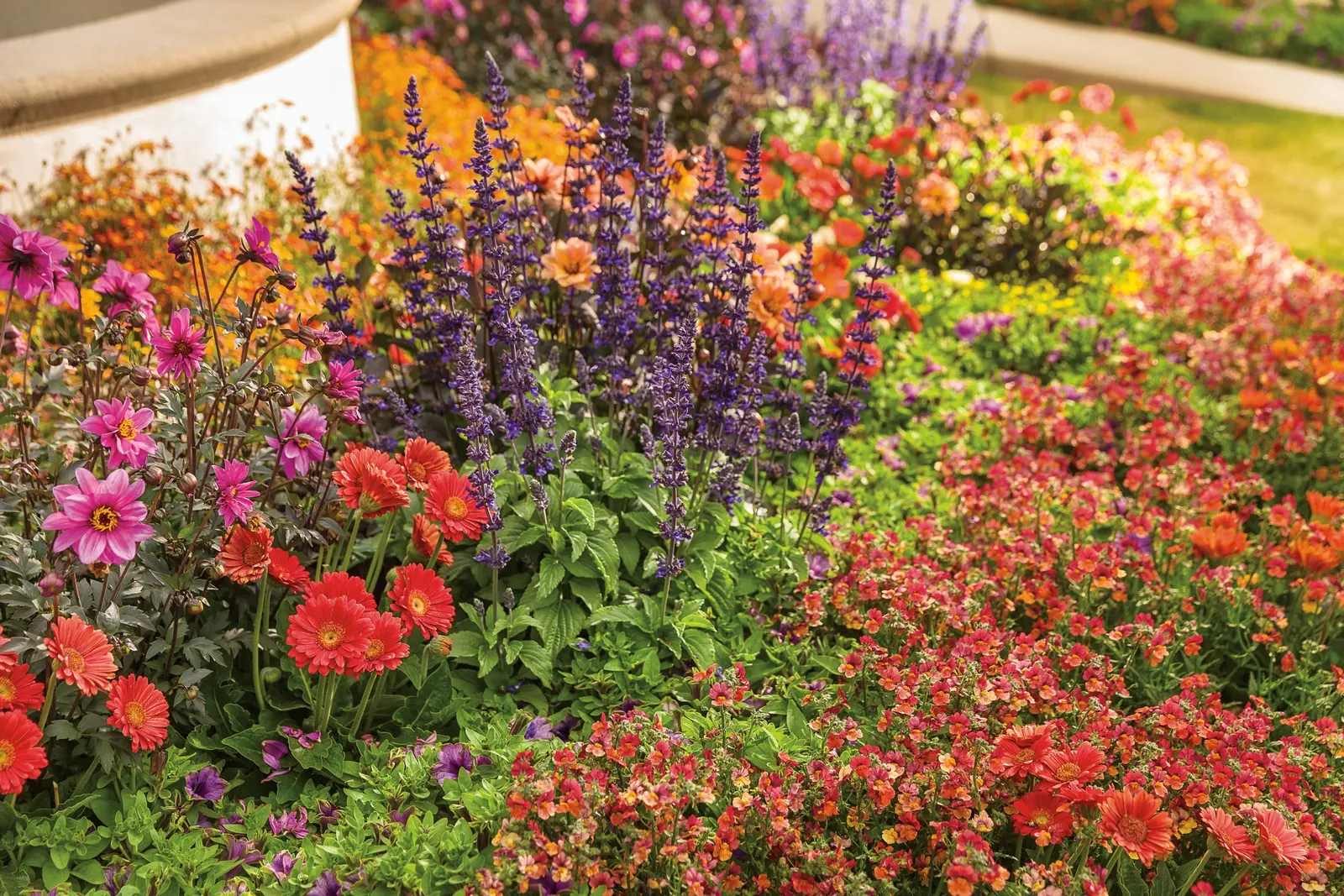 Blood Orange™ Nemesia — Hardy in USDA Zones 10-11