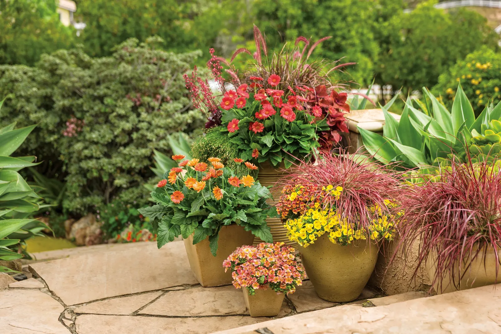 Blood Orange™ Nemesia — including impressive staying power in warm