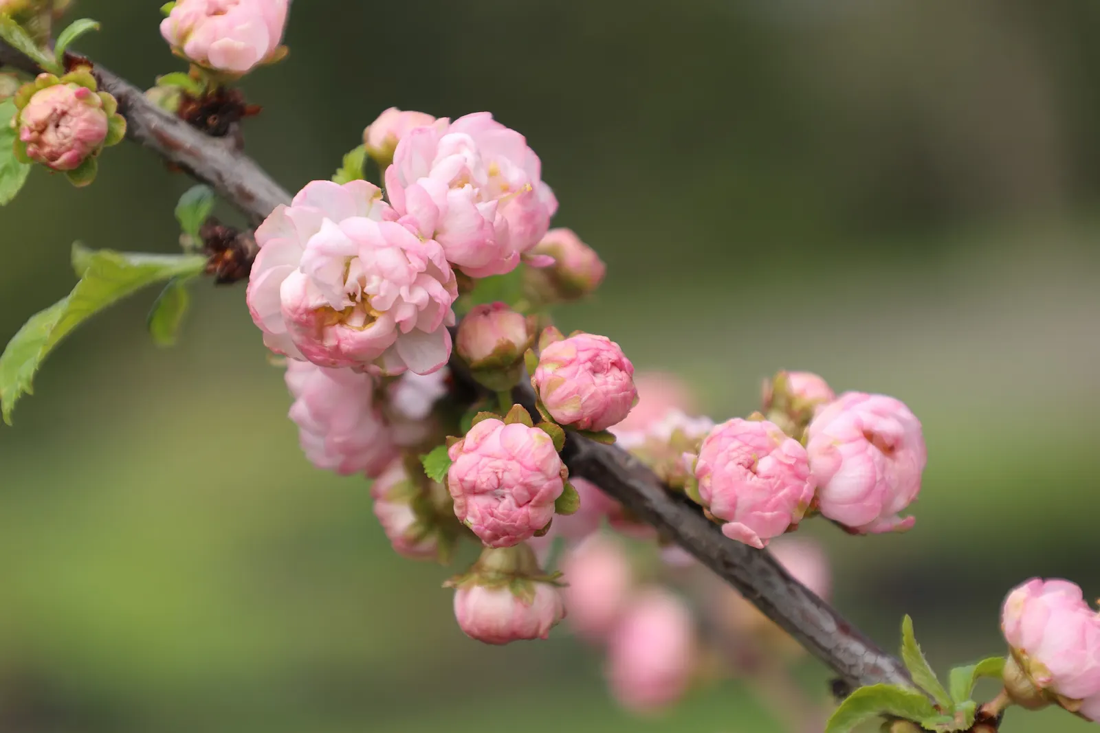 Flowering Almond (Prunus Triloba) — providing multi-season interest; shrub for full, image 101