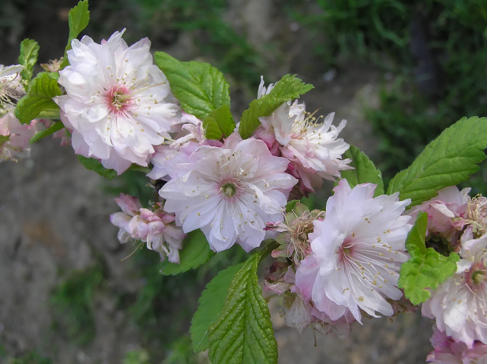 Flowering Almond (Prunus Triloba) — offering a delicate yet exuberant aesthetic that is sure to attract attention.<br><br>Besides the spring bloom