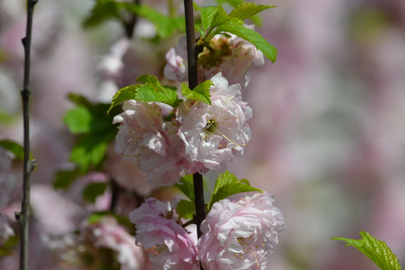 Flowering Almond (Prunus Triloba) — shrub for full; it is a low-maintenance plant that, when properly situated, will provide a breathtaking bloom year after