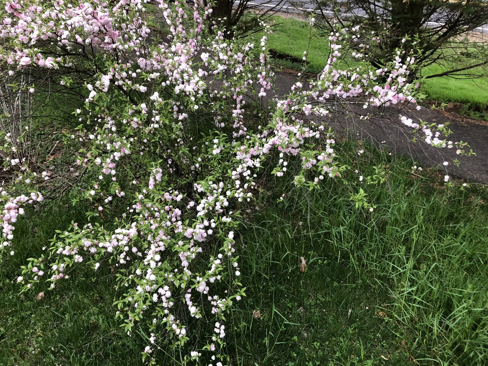 Flowering Almond (Prunus Triloba) — It typically grows to an average height and spread of 10 to 15 feet and offers a compact; creating an, image 74