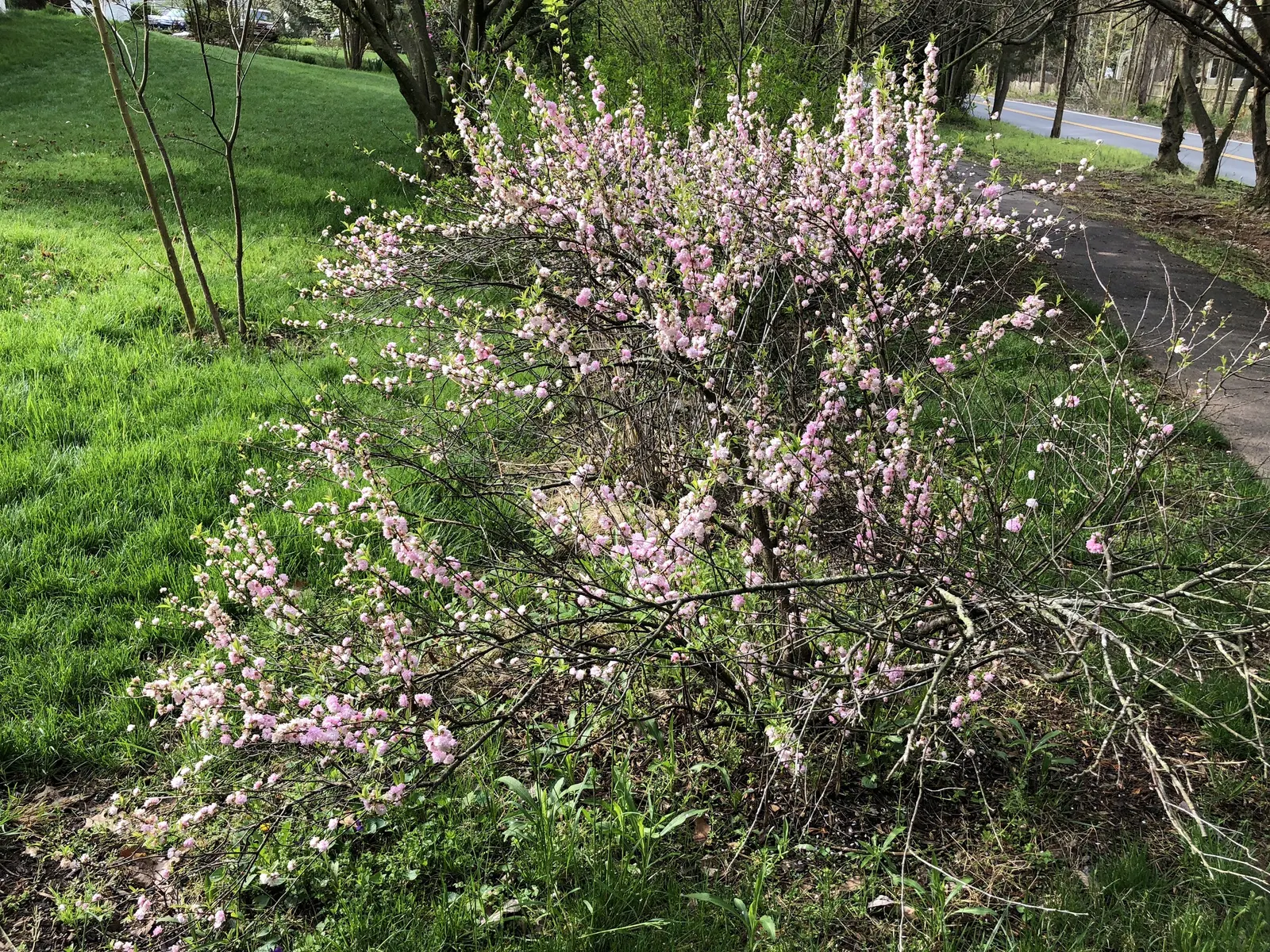 Flowering Almond (Prunus Triloba) — particularly with its springtime display; it grows to about 10-15 feet high and spans roughly 10-12 feet wide