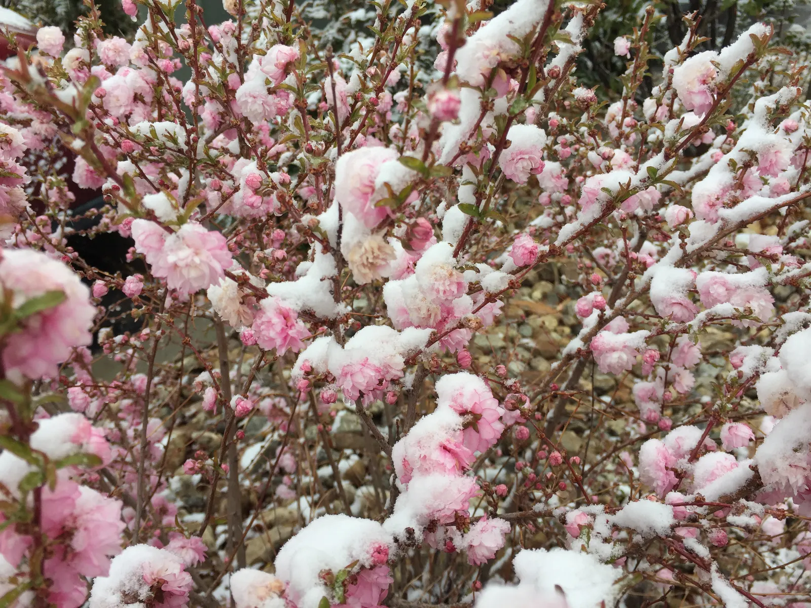 Flowering Almond (Prunus Triloba) — providing multi-season interest; shrub for full, image 57